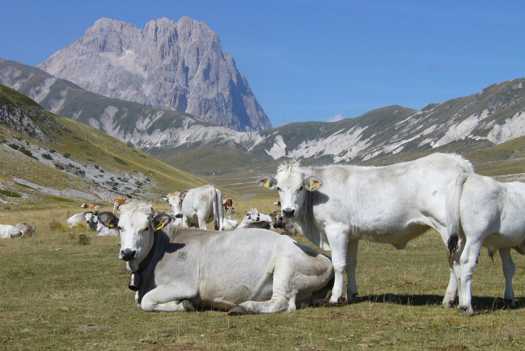 Krówki pasące się pod Corno Grande, Apeniny